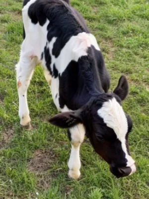 荷斯坦弗里斯兰小牛